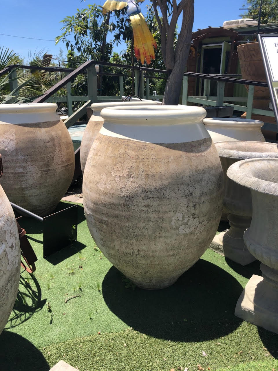 Oversized white-rimmed terra cotta jars in the yard